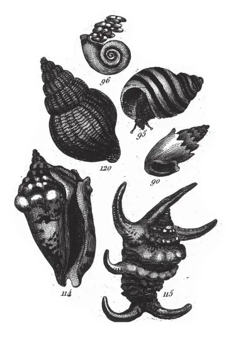 Framed Print : Strombus Lentiginosus, Representatives of the Phyla Porifera, Coelenterata and Mollusca Framed Print : Strombus Lentiginosus, Representatives of the Phyla Porifera, Coelenterata and Mollusca