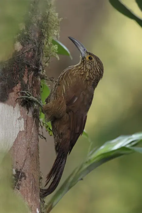 Framed Print : Strong-billed Woodcreeper Framed Print : Strong-billed Woodcreeper
