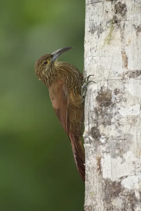 Framed Print : Strong-billed Woodcreeper