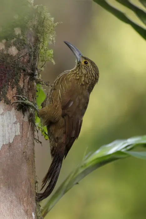 Framed Print : Strong-billed Woodcreeper Framed Print : Strong-billed Woodcreeper