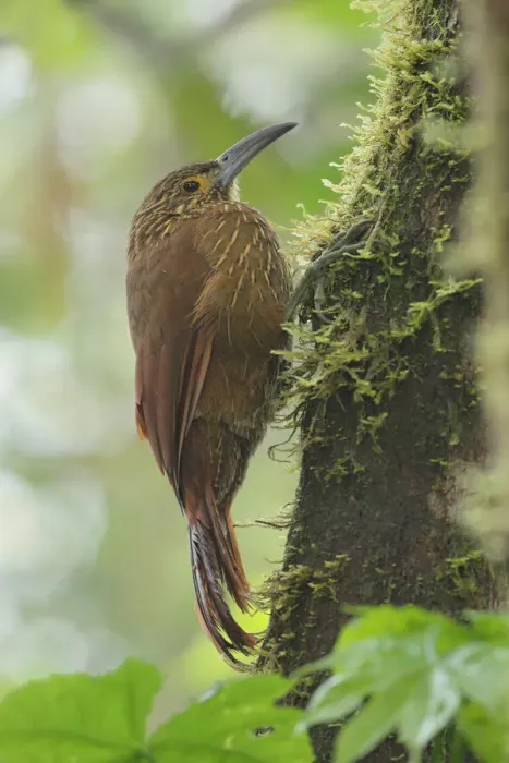 Framed Print : Strong-billed woodcreeper
