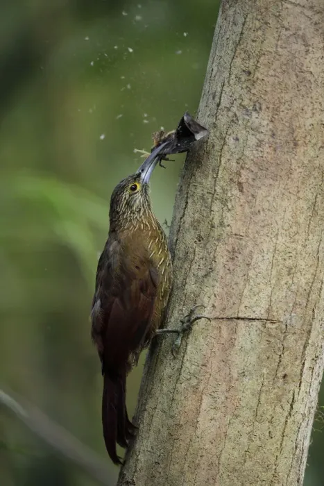 Framed Print : Strong-billed Woodcreeper