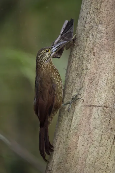 Framed Print : Strong-billed Woodcreeper Framed Print : Strong-billed Woodcreeper