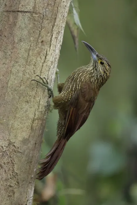 Framed Print : Strong-billed Woodcreeper Framed Print : Strong-billed Woodcreeper