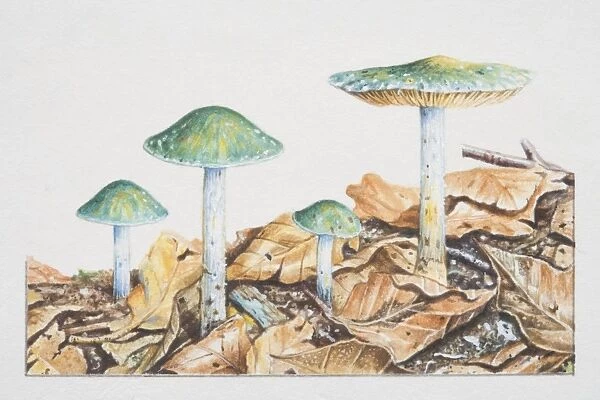Stropharia cyanea, Blue-green Slime-head mushrooms fruiting on leaf-covered soil