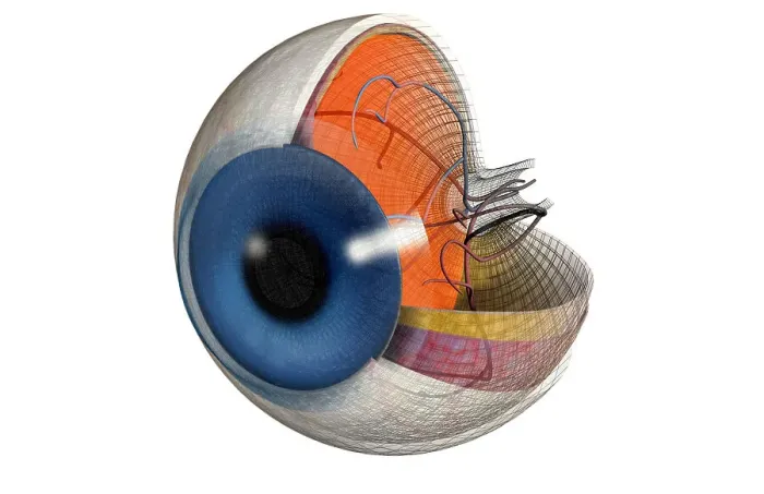Framed Print : Structure of the eye Framed Print : Structure of the eye