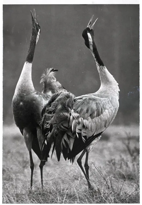 Framed Print : Strutting Cranes In Finland Framed Print : Strutting Cranes In Finland
