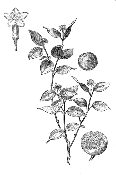 Framed Print : The strychnine tree (Strychnos nux-vomica) Framed Print : The strychnine tree (Strychnos nux-vomica)