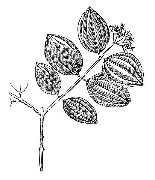 Strychnos nux-vomica, the strychnine tree, also known as nux vomica, poison nut, semen strychnos, and quaker buttons