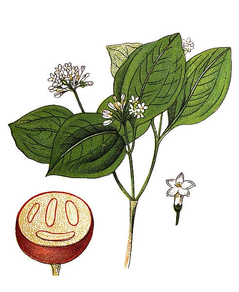 Strychnos nux-vomica, the strychnine tree, also known as nux vomica, poison nut, semen strychnos