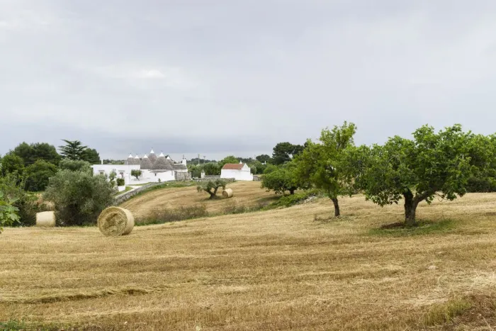 Framed Print : Stubblefield with Trulli buildings at the back, round houses typical for the region, near Martina Franca, Valle dItria, Trulli Valley, Apulia, Italy