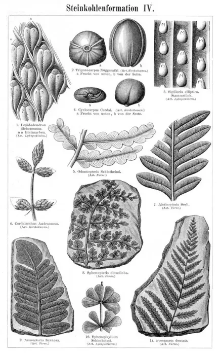 Framed Print : Stucco formation engraving 1895