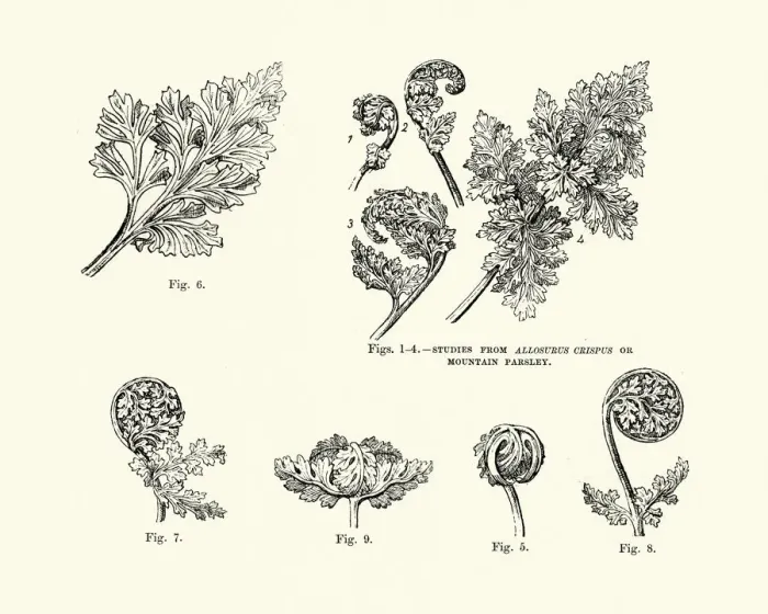 Framed Print : Studies from Allosurus Crispus or Mountain Parsley 19th Century