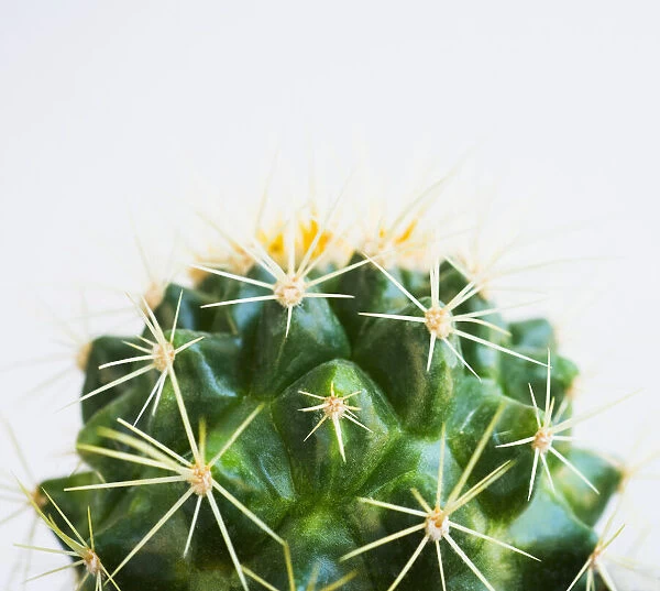 Studio shot of cactus