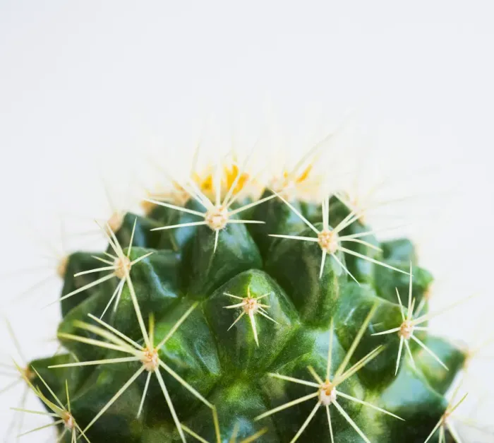 Framed Print : Studio shot of cactus
