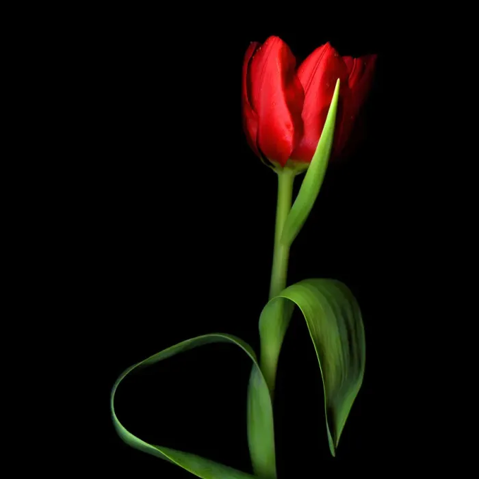 Framed Print : Studio shot of red tulips Framed Print : Studio shot of red tulips