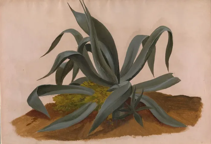 Framed Print : Study Of An Agave Framed Print : Study Of An Agave