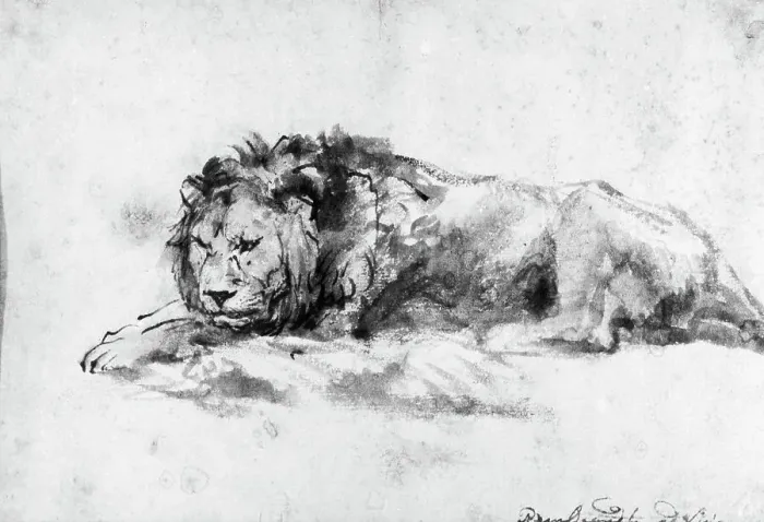 Framed Print : Study Of A Lion By Rembrandt Van Rijn Framed Print : Study Of A Lion By Rembrandt Van Rijn