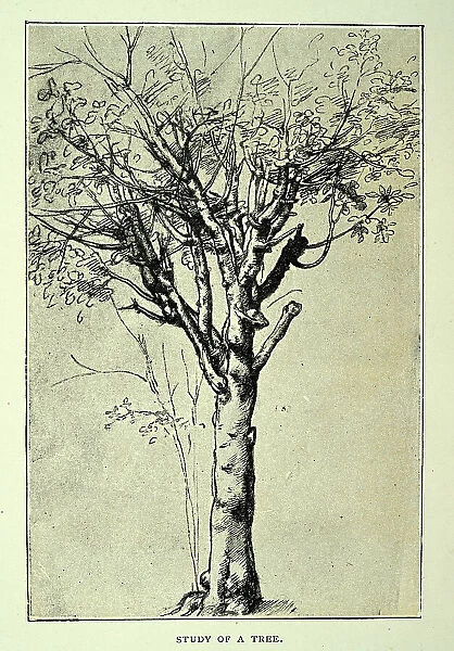 Study of a tree, after a drawing by Leonardo da Vinci, renaissance art