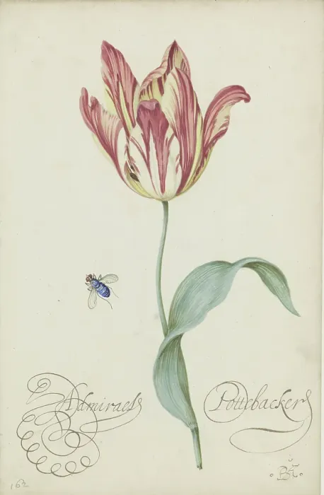 Framed Print : Study Of A Tulip (Admiral Pottebacker) And A Fly Framed Print : Study Of A Tulip (Admiral Pottebacker) And A Fly