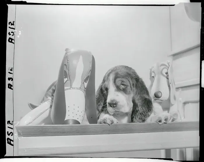 Framed Print : Stuffed Dogs Propped Alongside Real Dog