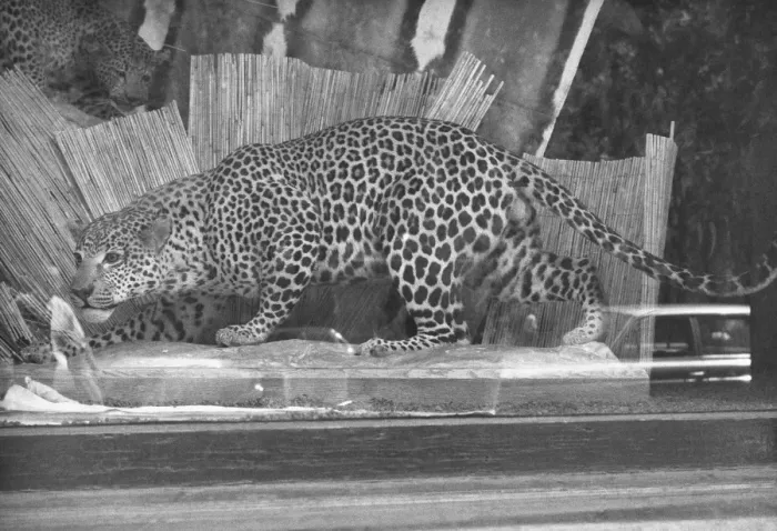 Framed Print : Stuffed leopard in glass-case, (B&W)