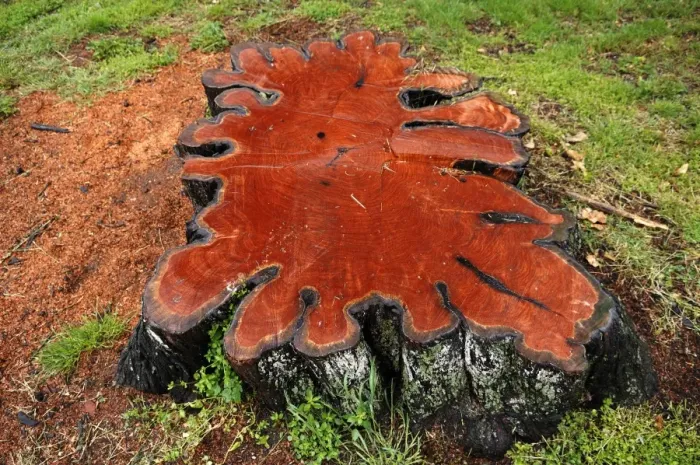 Framed Print : Stump of a large lime tree was sealed with varnish, on the banks of the Camel River in Wadebridge, Cornwall, England, United Kingdom, Europe