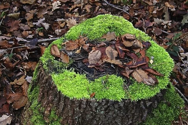 Stump with moss and leaves