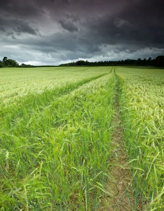 Framed Print : Stunning Barley field Field in Summer with Stormy Sky Framed Print : Stunning Barley field Field in Summer with Stormy Sky