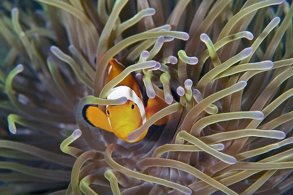 Stunning clownfish with anemone
