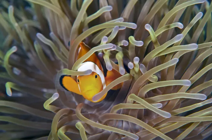 Framed Print : Stunning clownfish with anemone Framed Print : Stunning clownfish with anemone