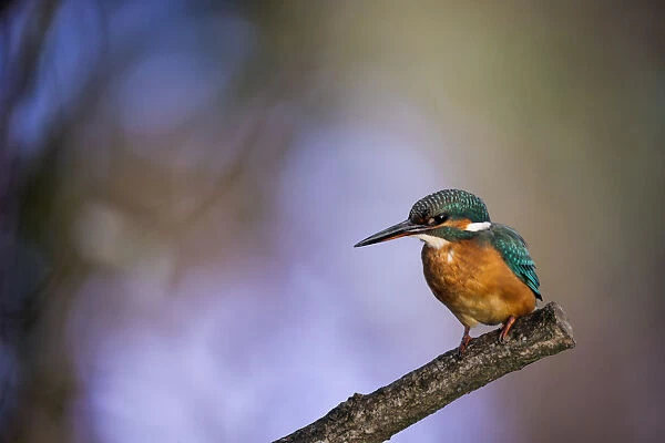 A stunning Kingfisher with a colorful out of focus woodland background. English Peak District. UK