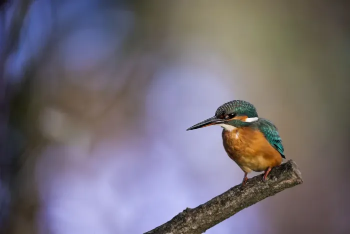 Framed Print : A stunning Kingfisher with a colorful out of focus woodland background. English Peak District. UK