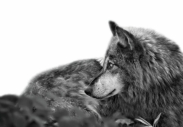 Stunning profile portrait of handsome Gray Wolf