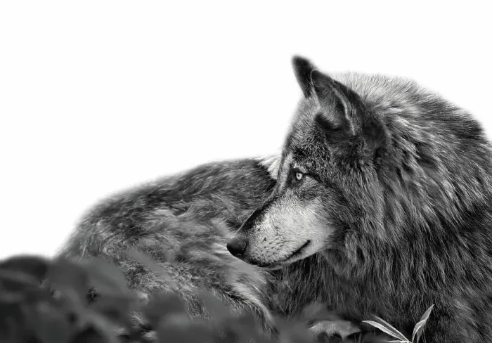 Framed Print : Stunning profile portrait of handsome Gray Wolf Framed Print : Stunning profile portrait of handsome Gray Wolf
