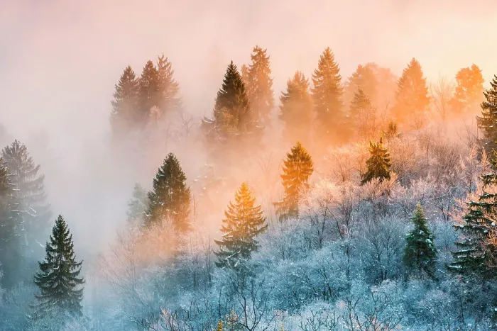 Framed Print : Stunning sunrise light among the trees, Bled, Slovenia Framed Print : Stunning sunrise light among the trees, Bled, Slovenia