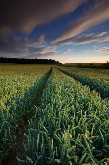 Framed Print : Stunning Wheat field Field in Summer at Sunset Framed Print : Stunning Wheat field Field in Summer at Sunset