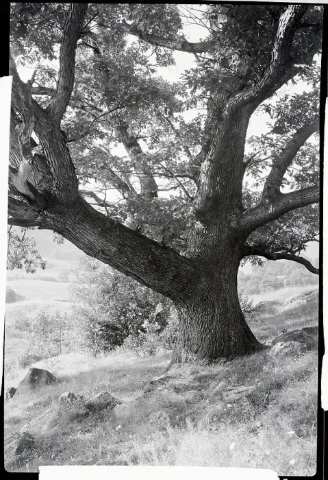 Framed Print : Sturdy Oak Tree Framed Print : Sturdy Oak Tree