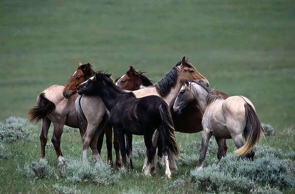 sturdy wild horse breed found in small herds in Mexico and western North American plains