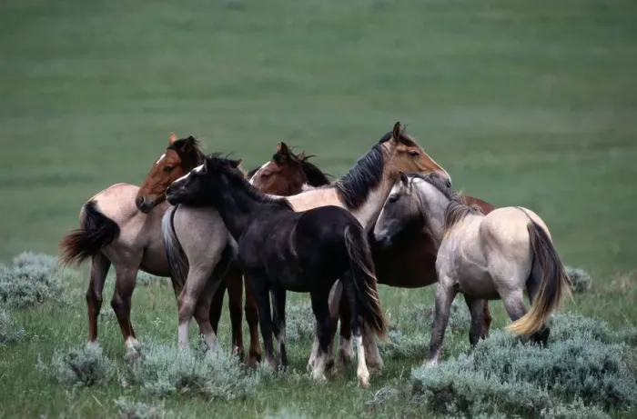 Framed Print : sturdy wild horse breed found in small herds in Mexico and western North American plains