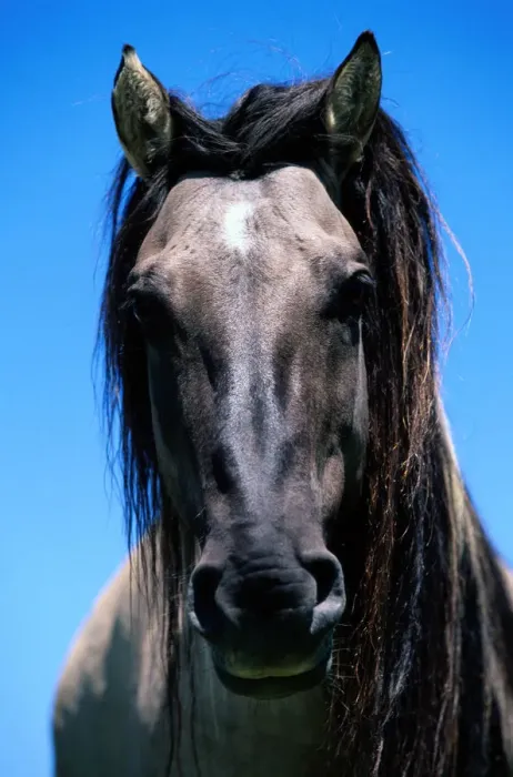 Framed Print : sturdy wild horse breed found in small herds in Mexico and western North American plains