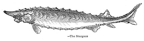 Sturgeon engraving 1893