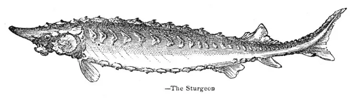 Framed Print : Sturgeon engraving 1893 Framed Print : Sturgeon engraving 1893
