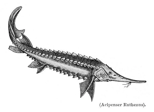 Sturgeons fish engraving 1897