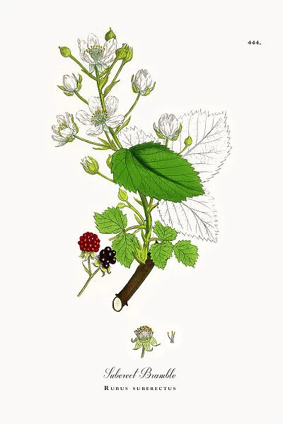 Suberect Bramble, Rubus suberectus, Victorian Botanical Illustration, 1863