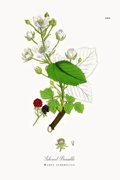 Framed Print : Suberect Bramble, Rubus suberectus, Victorian Botanical Illustration, 1863 Framed Print : Suberect Bramble, Rubus suberectus, Victorian Botanical Illustration, 1863