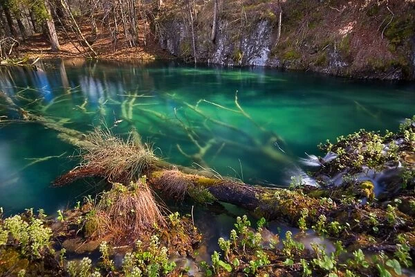 Submerged trees in turquoise lakes, Plitvice