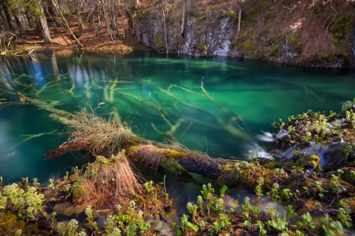 Framed Print : Submerged trees in turquoise lakes, Plitvice