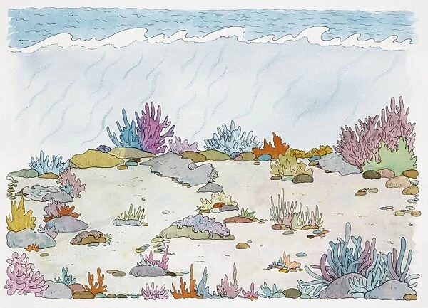 Subterranean cross-section view revealing colourful vegetation growing on seabed