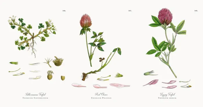 Framed Print : Subterranean Trefoil, Trifolium Subterraneum, Victorian Botanical Illustration, 1863 Framed Print : Subterranean Trefoil, Trifolium Subterraneum, Victorian Botanical Illustration, 1863